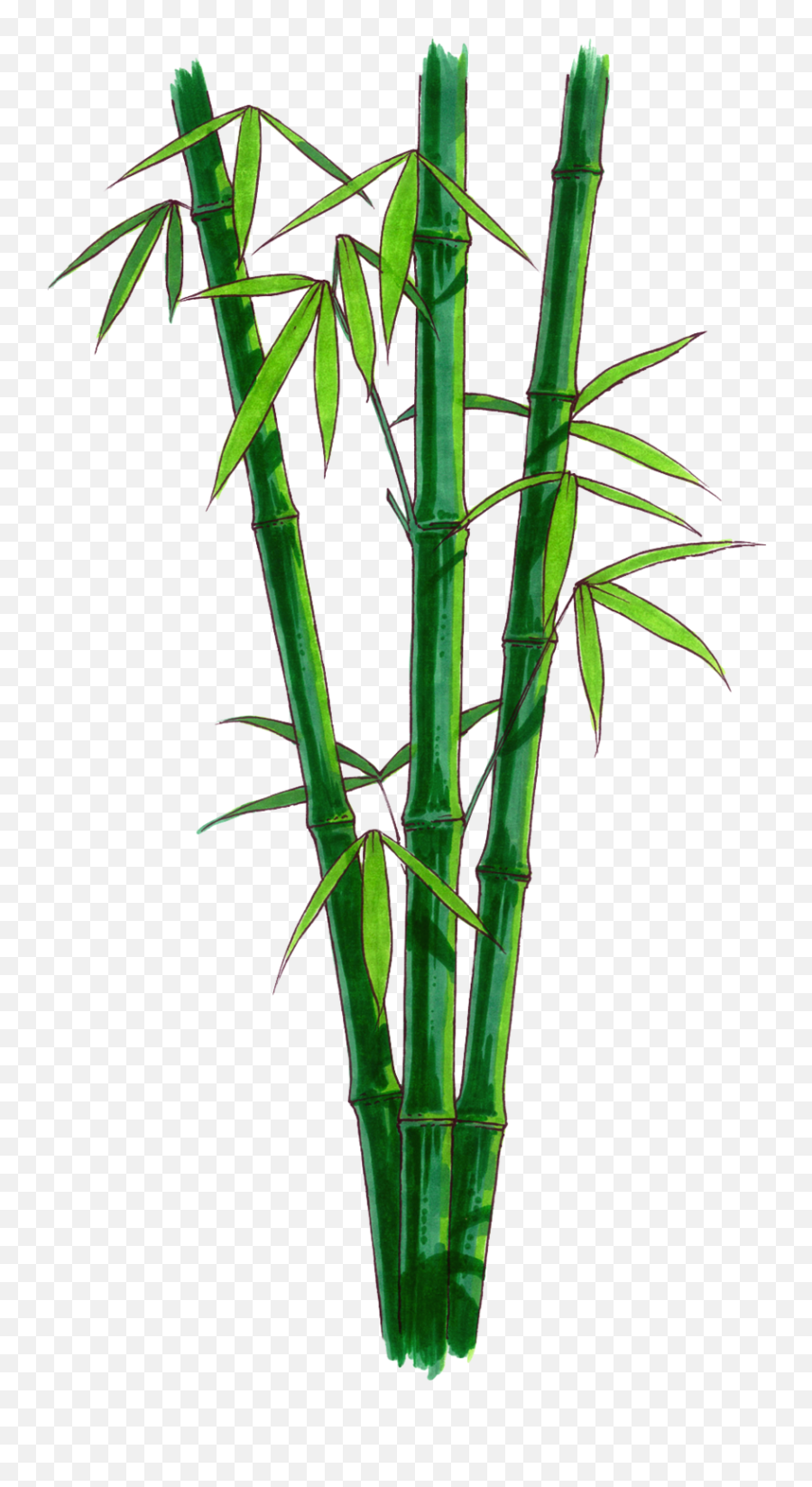 1000x1639 - Transparent Background Bamboo Png Transparent Emoji,Bamboo Emoji