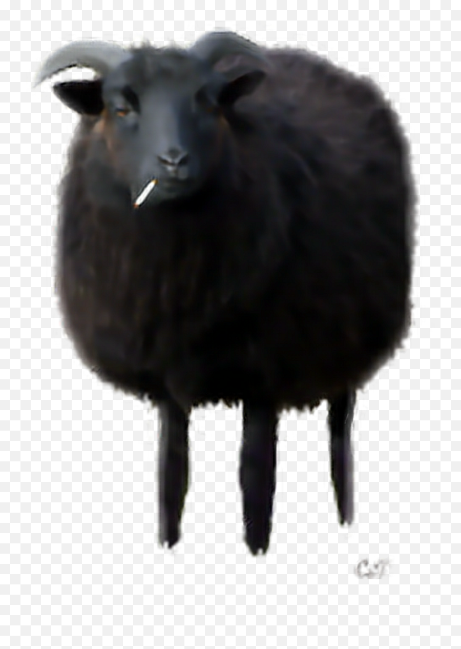 Blacksheep Sticker - Sheep Emoji,Black Sheep Emoji