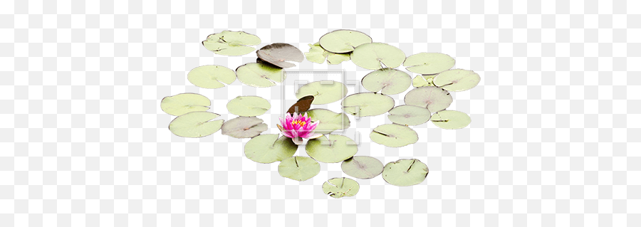 Lily Pad On Water Png U0026 Free Lily Pad On Waterpng - Emergent Vegetation Emoji,Lily Pad Emoji