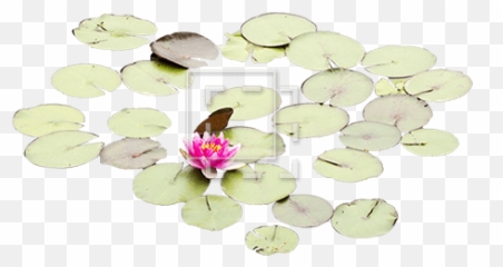 Lily Pad On Water Png U0026 Free Lily Pad On Waterpng - Emergent Vegetation Emoji,Lily Pad Emoji