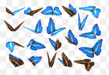 1000 Free Unique U0026 Different Images - Pixabay Butterfly References Emoji,Poppy Emoticons