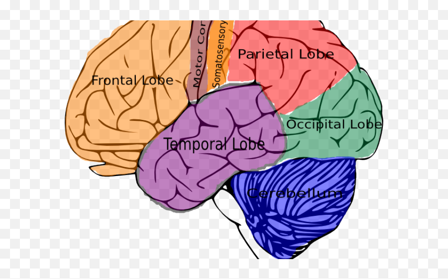 Box Clipart Brain - Structure Of Brain Throw Blanket Png Brain Structure Png Emoji,Brain Structure Emotion
