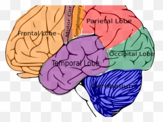 Box Clipart Brain - Structure Of Brain Throw Blanket Png Brain Structure Png Emoji,Brain Structure Emotion