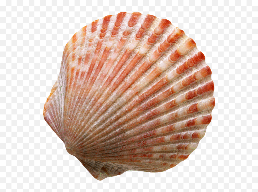 Sea Seashell Sea Seashells Ocean Cute - Seashell With No Background Emoji,Seashell Emoji