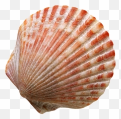 Sea Seashell Sea Seashells Ocean Cute - Seashell With No Background Emoji,Seashell Emoji
