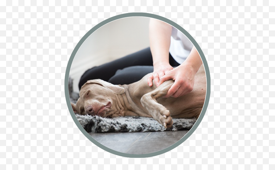 Canine Massage Guild - Fatigue Emoji,Emotion Chart Using Dogs