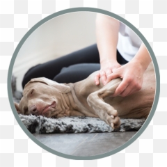 Canine Massage Guild - Fatigue Emoji,Emotion Chart Using Dogs