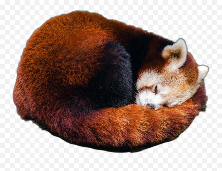 Panda Animal Sleep Jhyuri Sticker By Jhyu - Soft Emoji,Red Panda Emoji