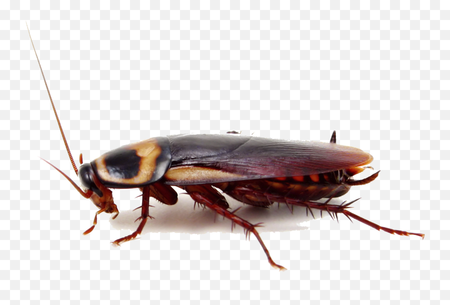 Roach Png Photo - Cockroach Side View Png Emoji,Cockaroch Emoji