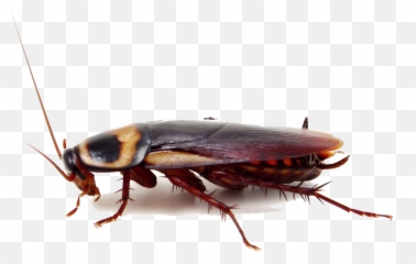 Roach Png Photo - Cockroach Side View Png Emoji,Cockaroch Emoji