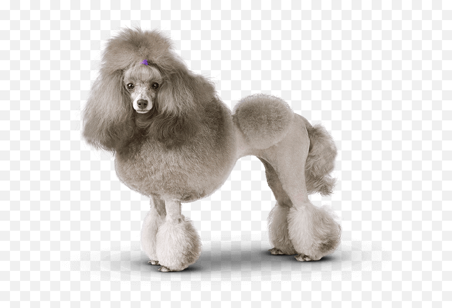 Download Banner - Groomed Poodle Full Size Png Image Pngkit Emoji,White Toy Poodle Emoticon