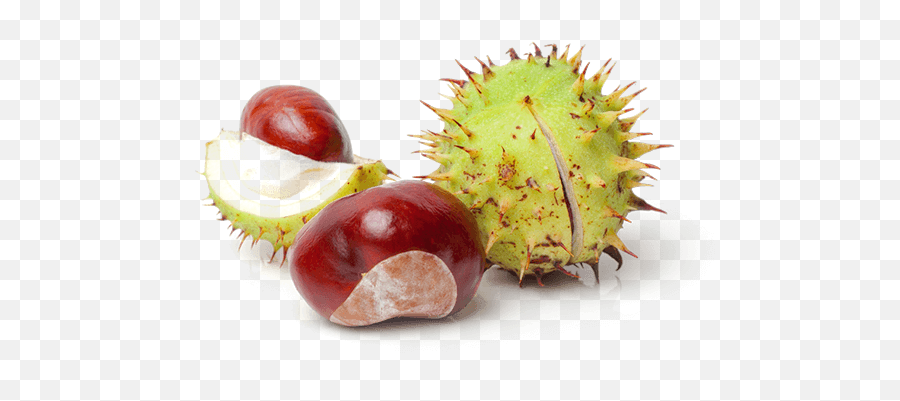 Chestnut Png Photo Png Arts Emoji,Chestnut Emoji