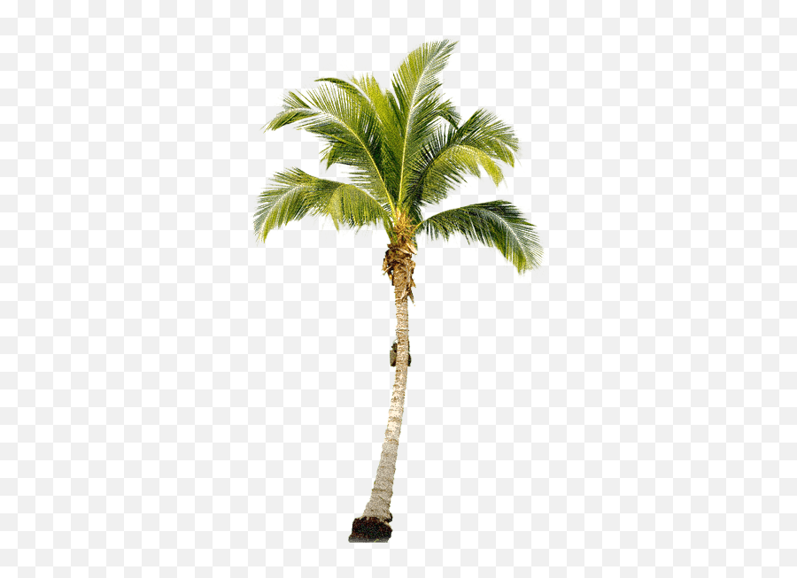 What Image Format Is An Emoji Can I Create One - Quora Palm Tree Png Transparent,Shrug Emoji Android