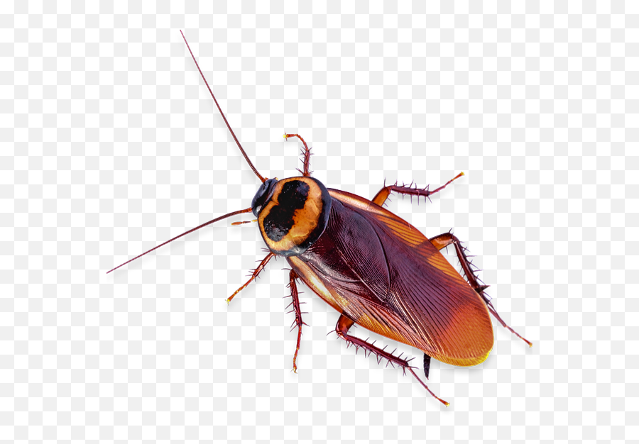 100 Satisfaction Guarantee - Cockroach Transparent Roach Moving Transparent Background Emoji,Cockroach Emoji