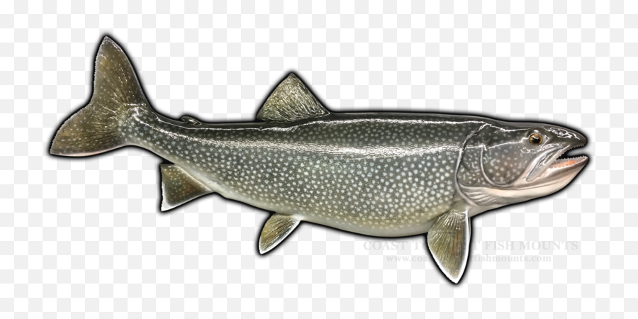 Lake Trout Fish Mount Replica - Chars Emoji,Stingrays Flaps Emotions