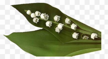 Et Arbeid - Lelietjes Van Dalen Png Emoji,Nales Emojis