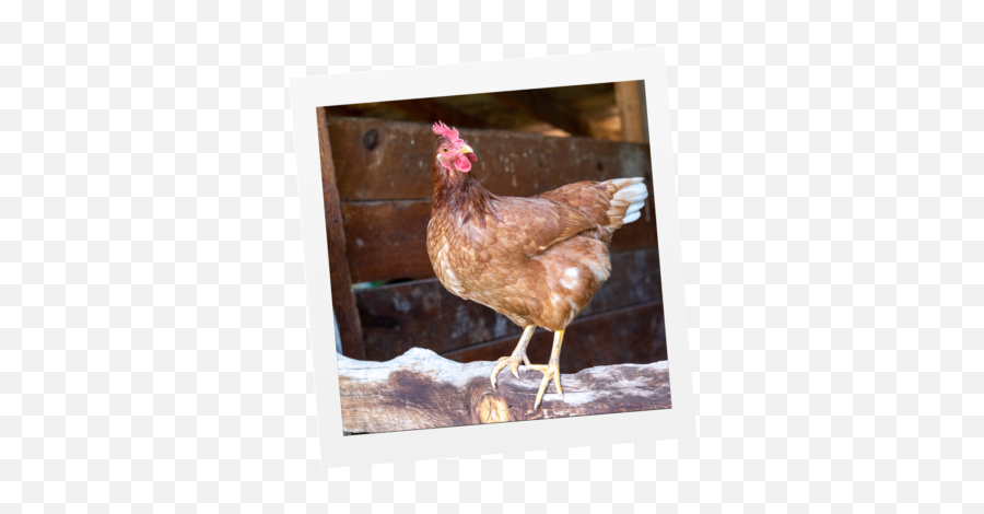 Chicken Life Blue Sky Family Farms - Comb Emoji,Facebook Emotions Chickens