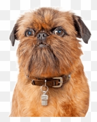 Brussels Griffon Puppies For Sale - Adoptapetcom Martingale Emoji,Sex Emojis Fpr Head