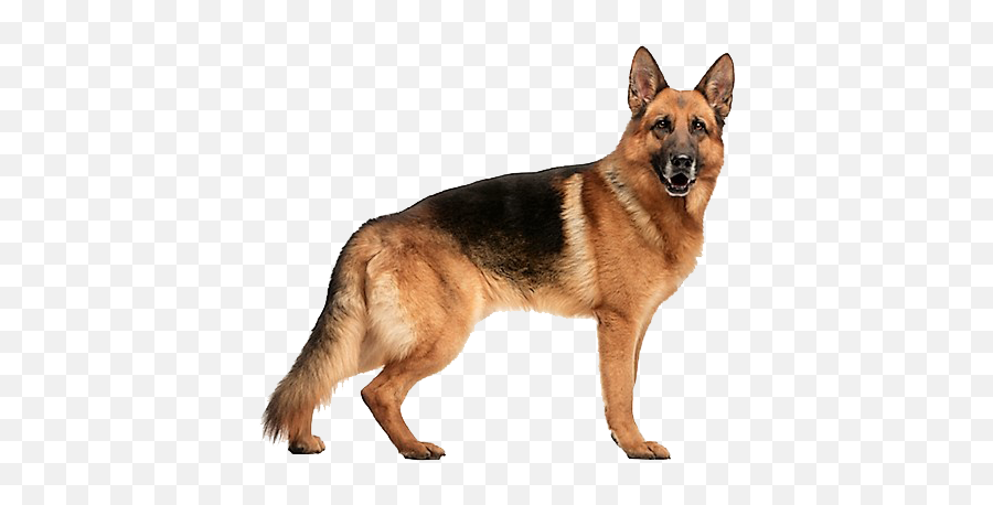 German Shepherd Dog Breed Information - German Shepherd Png Emoji,German Sheppherd Emotions Based On Ears