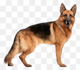 German Shepherd Dog Breed Information - German Shepherd Png Emoji,German Sheppherd Emotions Based On Ears