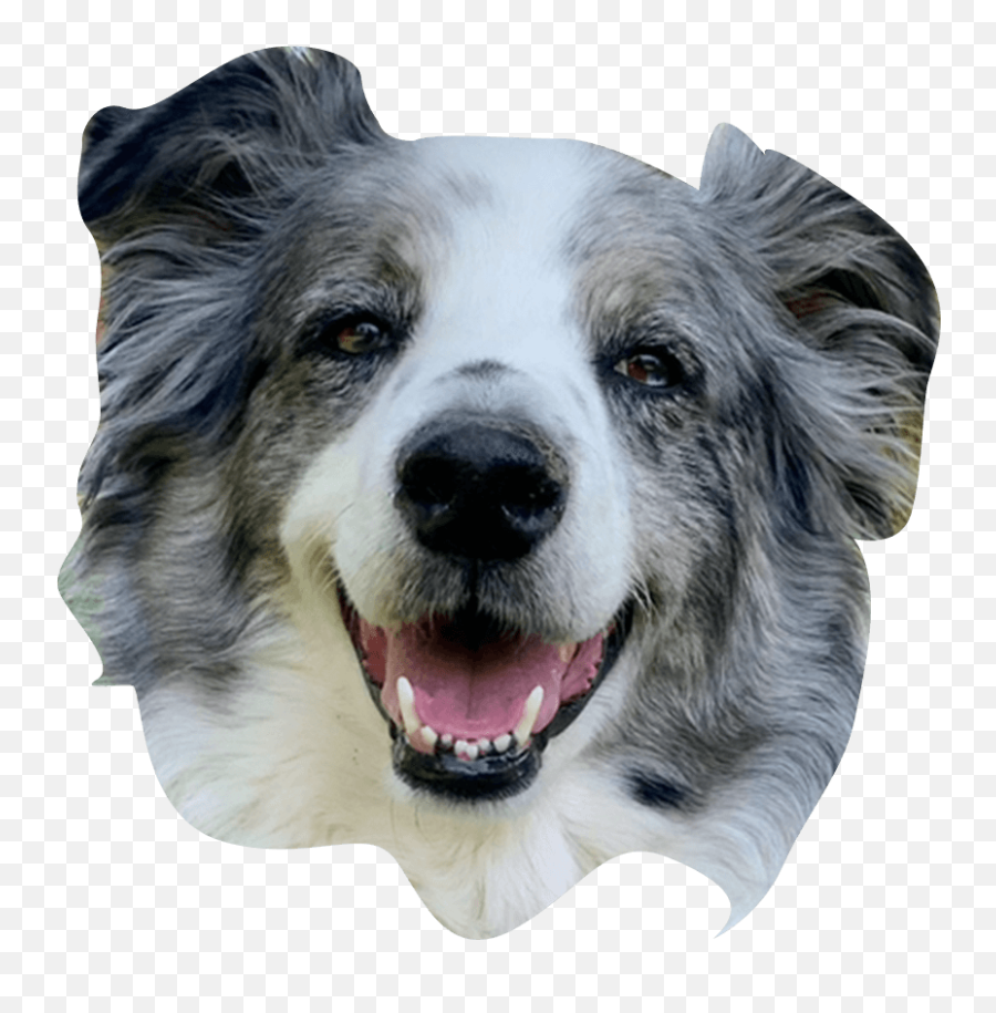 The Ceros Pet Calendar 2021 Digital Edition - Ceros Inspire Canine Tooth Emoji,Emoji Squeaky Ball Dog