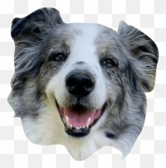 The Ceros Pet Calendar 2021 Digital Edition - Ceros Inspire Canine Tooth Emoji,Emoji Squeaky Ball Dog