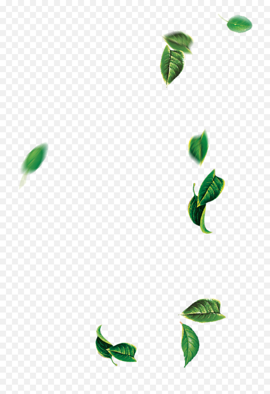 Leaf Green Tree - Falling Leaves Png Download 14001400 Transparent Falling Green Leaves Png Emoji,Fall Leaf Emoji