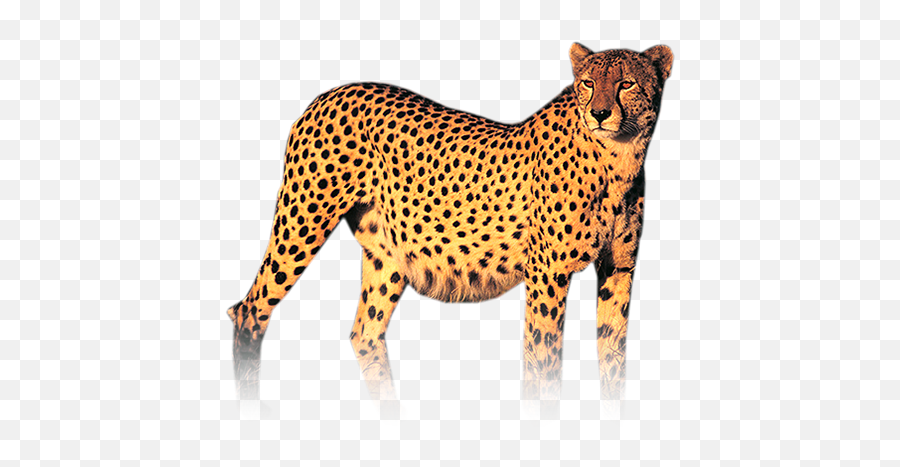 Cheetah Png Photo Png Svg Clip Art For - Cheetah Images Hd Download Emoji,Cheetah Emoji