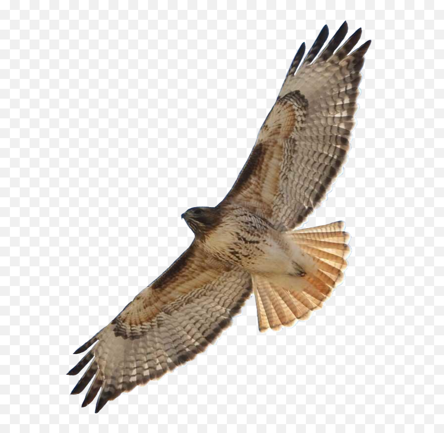 Hawk Wings Bird Sticker - Hawk Emoji,Hawk Emoji