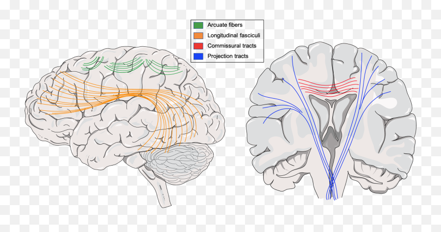 Cerebrum - Brain Emoji,Part Of Brain For Emotion