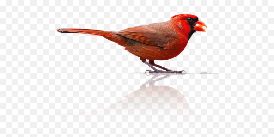 Kettle Moraine Woodworking Inc - Northern Cardinal Emoji,Cardinal Bird Facebook Emoticon