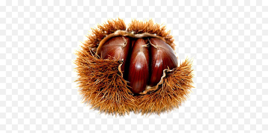 Chestnut Png High - Quality Image Png Arts Emoji,Chestnut Emoji