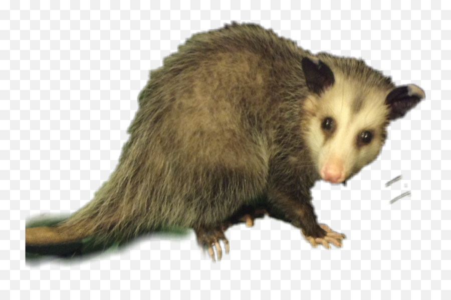 Possum Opossum Animal Wildlife Sticker - Possum Transparent Png Emoji,Possum Emoji