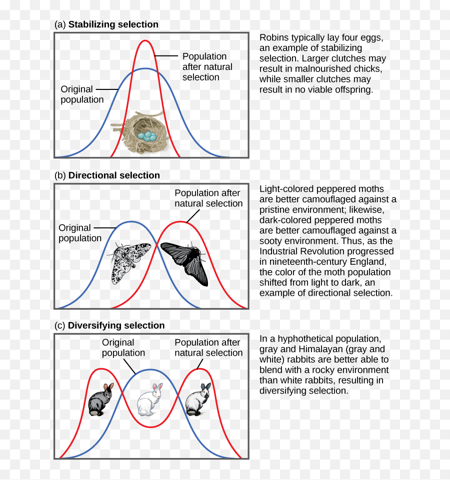 Evolution - Stabilizing Selection Example Emoji,Evolution Of Emojis That Is Larger And More Detailed