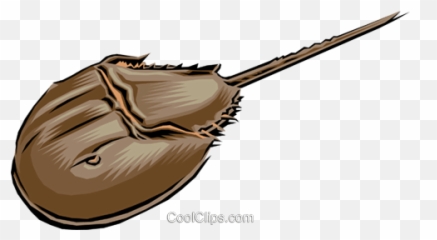 Free Horseshoe Crab Cliparts Download Free Clip Art Free - Horseshoe Crab Emoji,Pinching Crab Emoticon