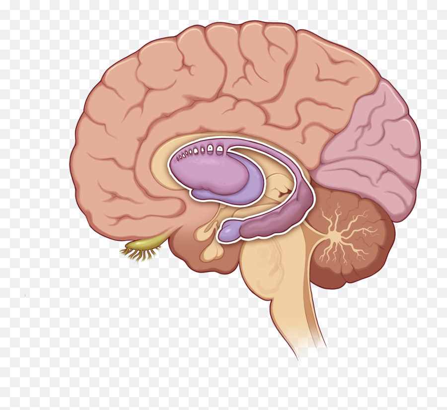 Speculative Evolution - U003e Great Lakes Earth Brain Emoji,Miss Simian's Emotions