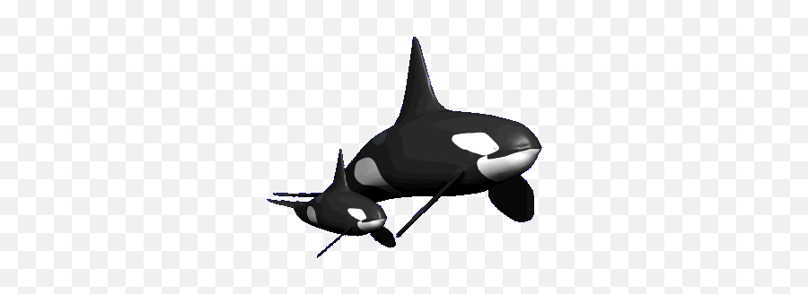 Top Killer Whale Gif Stickers For - Transparent Killer Whale Gif Emoji,Orca Emoji