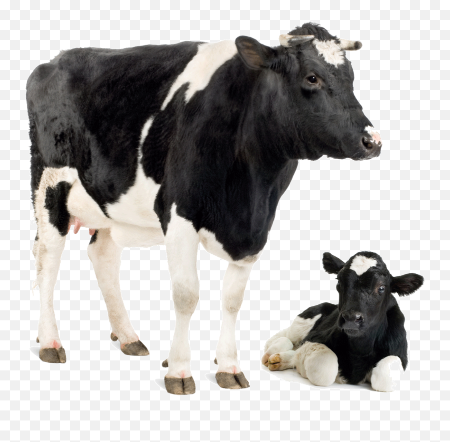 Download Friesian Cow Park Dairy Calf - Cow And Buffalo Png Emoji,Cow Fb Emoticon