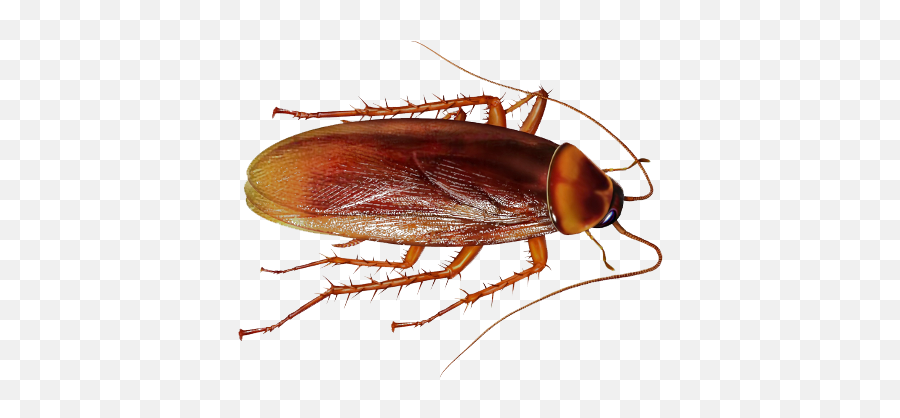 Cockroach Png File - Cockroach Images Png Emoji,Cockaroch Emoji