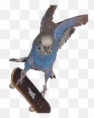 Cursed Cursedimage Bird Birb Image - Cursed Images Birb Emoji,Bird Skateboard Emojis