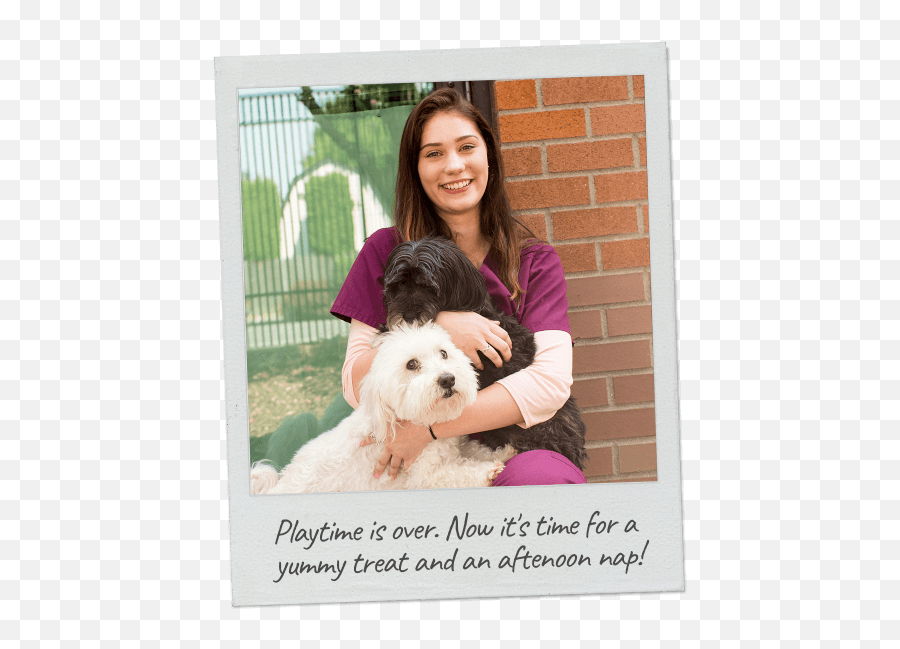 Dog Boarding In Vancouver Wa - Cascade Park Animal Hospital Picture Frame Emoji,Dog With So Emotion In Eyes