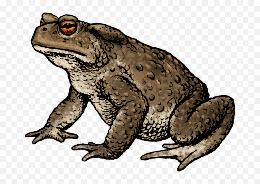 Common Toad Toad Animals - Erdkröte Clipart Emoji,Spadefoot Toad Emotion
