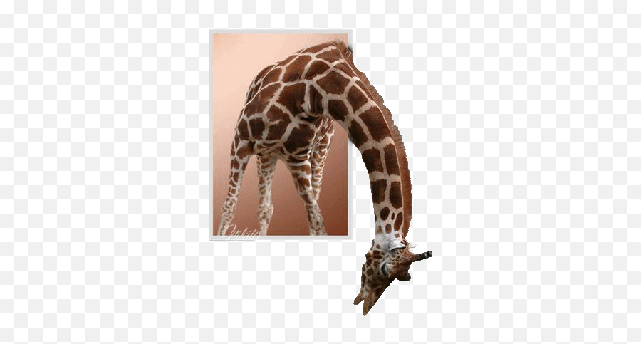 Giraffe Neck Stickers - Northern Giraffe Emoji,Giraffe Emoticons