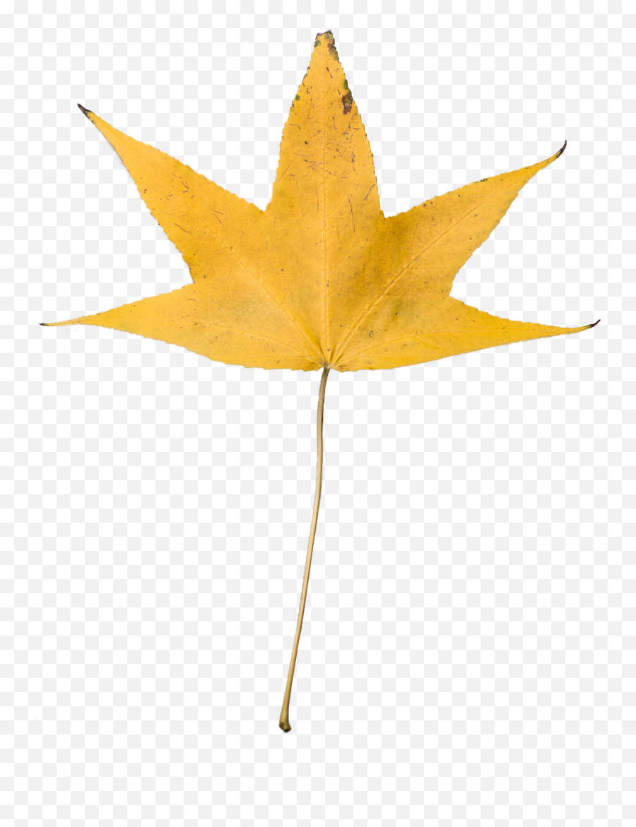Download Png - Dry Leaf No Background Clipart Full Size Full Hd 1080p Png Background Emoji,Fall Leaf Emoji