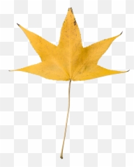 Download Png - Dry Leaf No Background Clipart Full Size Full Hd 1080p Png Background Emoji,Fall Leaf Emoji