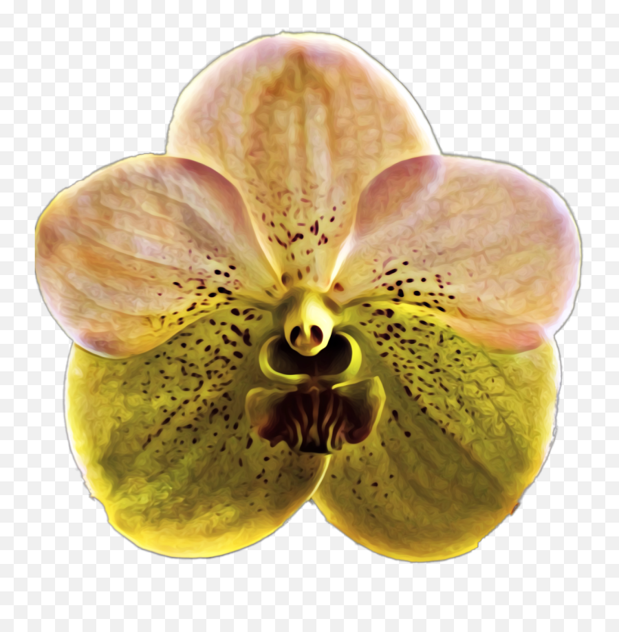Vanda Orchid Orchids Sticker - Clairvaux Mackillop College Emoji,Orchid Emoji