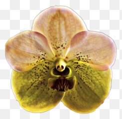 Vanda Orchid Orchids Sticker - Clairvaux Mackillop College Emoji,Orchid Emoji