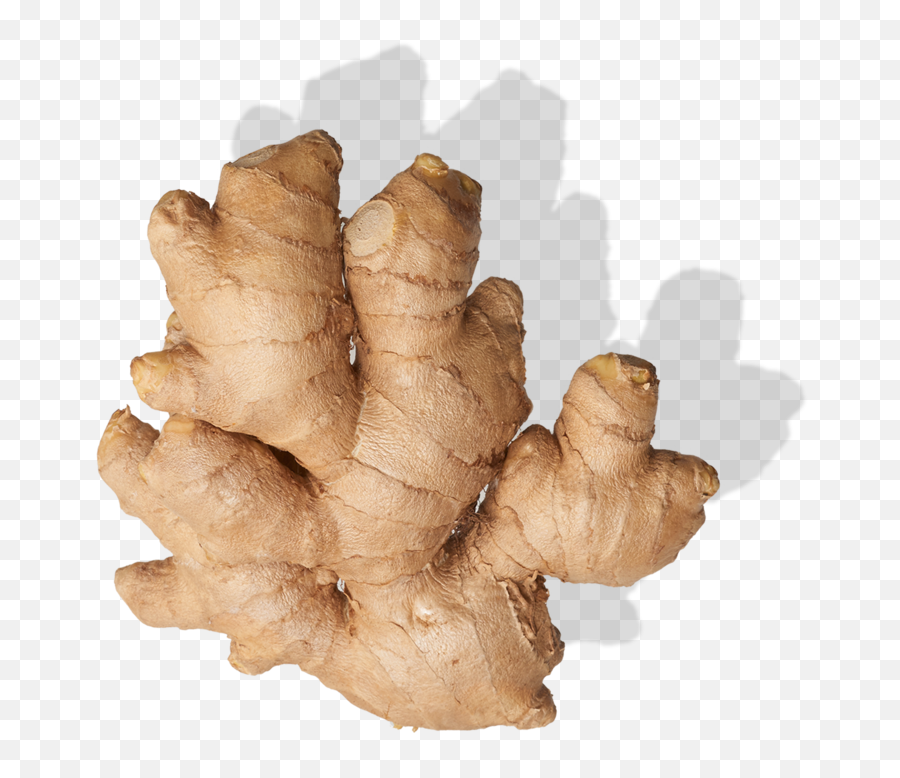 Download Fresh Galangal Png Image High Quality Hq Png Image Emoji,Vegatable Emoji