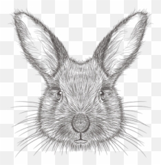 Premium Rabbit 3d Illustration Download In Png Obj Or Blend Emoji,Black Rabbit Emoji