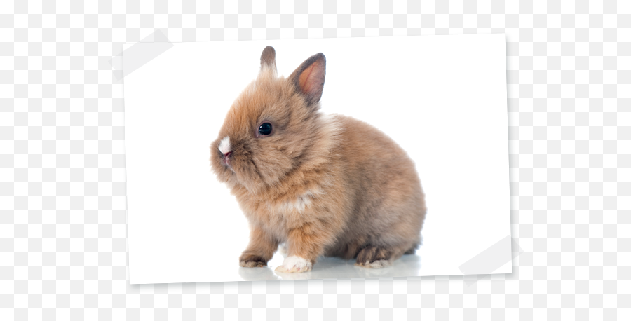 Dwarf Rabbit - Coniglio Nano 5 Kg Emoji,Emotion Pets Milky The Bunny Soft Toy